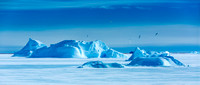 Icebergs and Snow Petrels